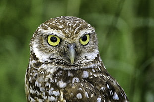 grey and white owl in closeup photography, burrowing owl HD wallpaper