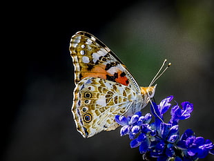 brown, white, and black butterfly perched on blue flowers in closeup photo, vanessa cardui, painted lady HD wallpaper