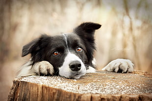 short-coated black and white dog, dog, animals HD wallpaper