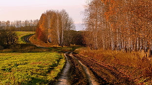 red leafed trees, nature, road