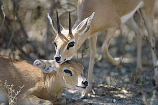 two brown antelope HD wallpaper