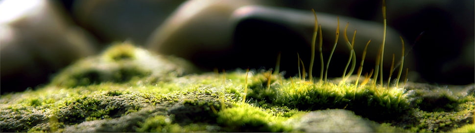 close-up photography of moss HD wallpaper