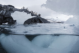 family of penguins, ice, underwater, nature, penguins HD wallpaper