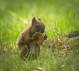brown squirrel eating while standing on green grass field HD wallpaper