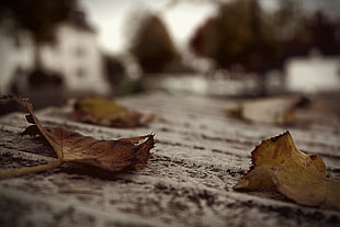 brown leaf on floor HD wallpaper