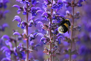 macro shot photography of Bumblebee on lavenders HD wallpaper