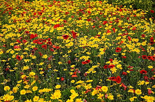 close up photo of red and yellow flower field HD wallpaper