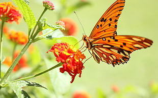 Butterfly,  Flower,  Flying,  Wings