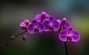 purple moth orchid, flowers, orchids, plants HD wallpaper