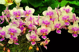 shallow focus photography of yellow and pink flower