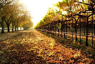 woodland road during sun set