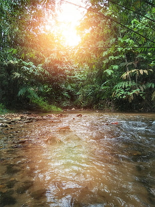 body of water and green trees, forest, water, sunset, landscape