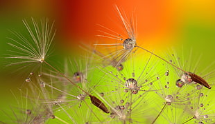 White Dandelions