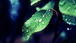 green leafed plant, nature, leaves, water, water drops HD wallpaper