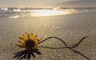 sunflower on floor, beach, sand, flowers HD wallpaper
