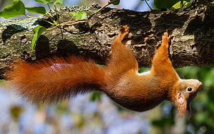 red squirrel hanged on branch HD wallpaper