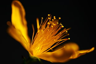 white pollen flower close-up photo