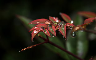 closeup photo of red leaves plant with water drops HD wallpaper
