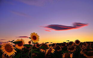 sunflower field, nature, sunflowers, flowers, plants