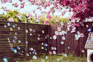 purple flowers, bubbles, trees, flowers, backyard HD wallpaper