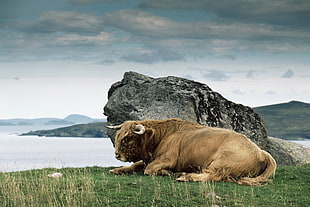 yack laying near on gray stone during daytime HD wallpaper