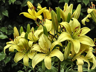 selective focus photography of yellow Lily flowers