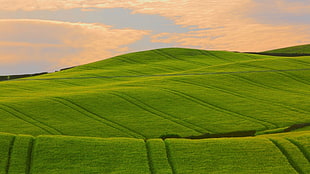 green grass field