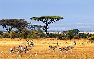 herd of antelopes, nature, landscape, savannah, animals HD wallpaper