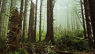 pine tree, forest, ferns, mist, tree stump