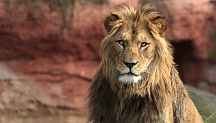 brown lion, big cats, lion, animals HD wallpaper