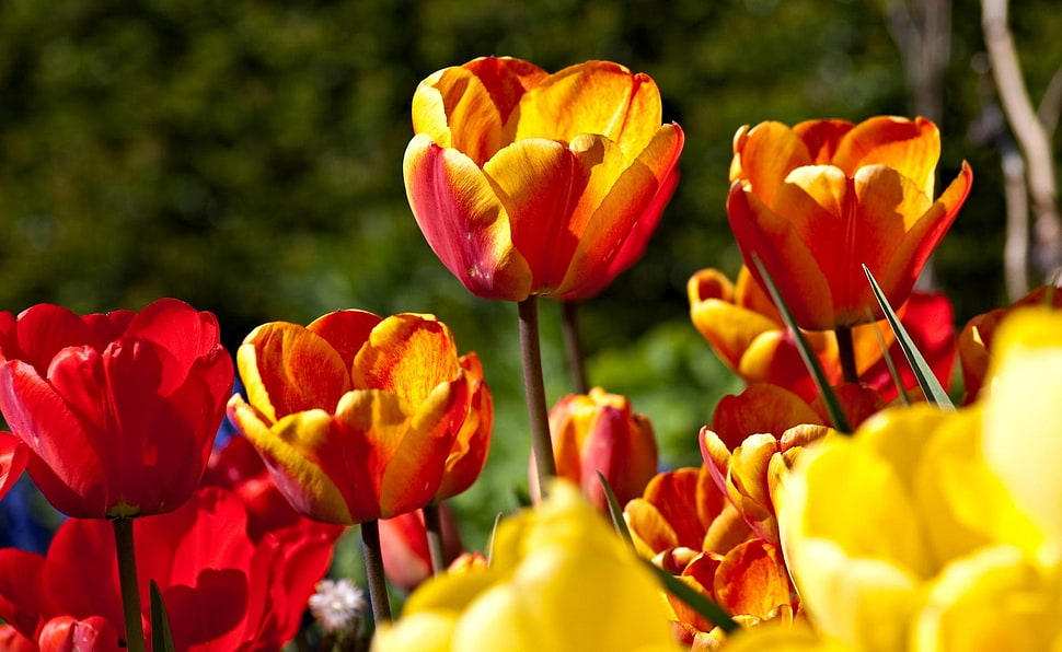 orange and red tulip flowers in bloom at daytime HD wallpaper