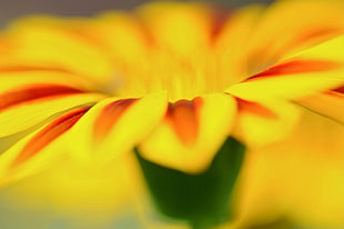 yellow and red gazania flower, macro, flowers, yellow flowers