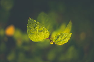 green leaves with water droplets