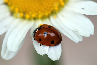 Ladybug on white daisy flower during daytime, saskatoon HD wallpaper