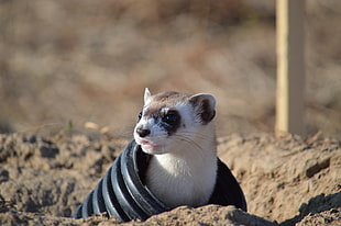white and brown ferret on black tube at daytime, black-footed ferret, rocky mountain arsenal national wildlife refuge HD wallpaper