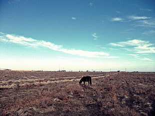 black horse in brown field during daytime HD wallpaper