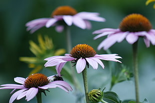 selective focus photography of Coneflowers HD wallpaper