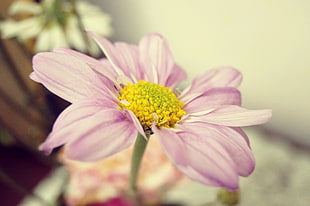 shallow focus photography of purple and yellow flower