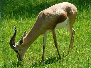 brown and white antelope HD wallpaper