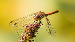 red and brown dragonfly