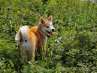 orange and white Japanese Akita puppy on grass field HD wallpaper