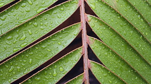 green leafed plant, nature, leaves, closeup, macro HD wallpaper