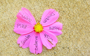 pink cosmos flower with text printed HD wallpaper