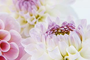 closeup photo of white petaled flower