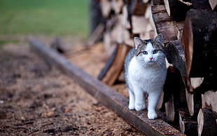 grey and white tabby cat beside firewoods HD wallpaper