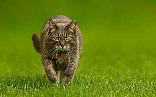 brown tabby cat