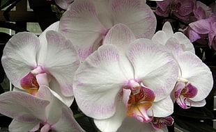 tilt lens photography of pink and white orchids HD wallpaper