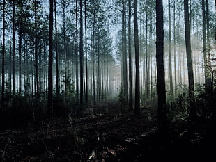 green leaf trees, forest, plants, sun rays