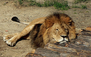 lion on brown soil