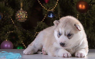 copper Siberian Husky puppy near christmas tree inside room